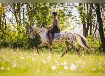 Appaloosa, Gelding, 6 years, 15.1 hh, Leopard-Piebald