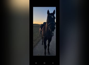 Appaloosa, Gelding, 6 years, 15.2 hh, Bay-Dark