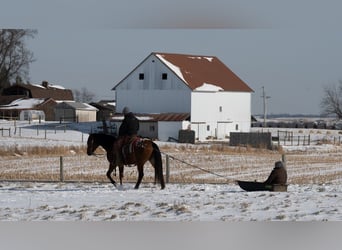 Appaloosa Mix, Gelding, 6 years, 15.2 hh, Bay