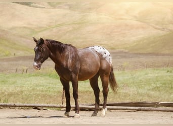Appaloosa, Gelding, 6 years, 15 hh, Bay-Dark