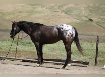 Appaloosa, Gelding, 6 years, 15 hh, Bay-Dark