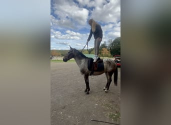 Appaloosa Mix, Gelding, 6 years, 15 hh, Brown Falb mold