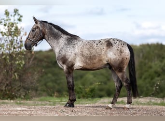 Appaloosa Mix, Gelding, 6 years, 15 hh, Brown Falb mold