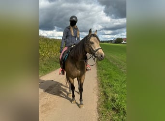 Appaloosa, Gelding, 6 years, 15 hh, Buckskin