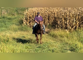 Appaloosa, Gelding, 6 years, 15 hh, Chestnut