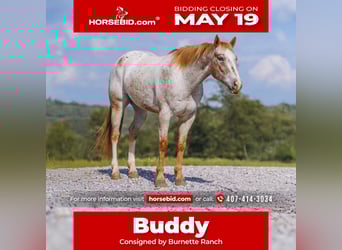 Appaloosa, Gelding, 6 years, 15 hh