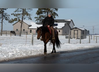 Appaloosa Mix, Gelding, 6 years, 15,2 hh, Bay