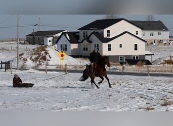 Appaloosa Mix, Gelding, 6 years, 15,2 hh