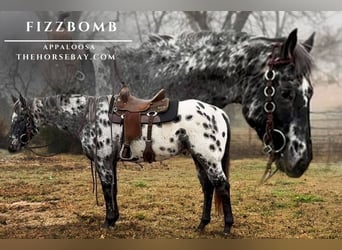 Appaloosa, Gelding, 6 years, 16.1 hh, Black