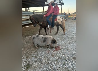 Appaloosa, Gelding, 6 years, 9.2 hh, Bay