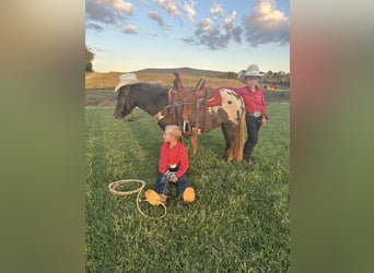 Appaloosa, Gelding, 6 years, 9.2 hh, Bay