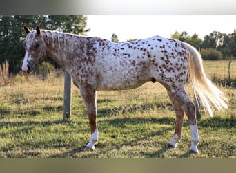 Appaloosa, Gelding, 6 years, Chestnut