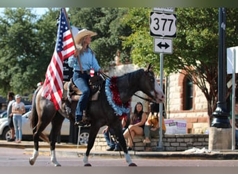 Appaloosa, Gelding, 6 years, Roan-Bay