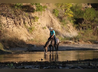 Appaloosa, Gelding, 6 years, Roan-Bay