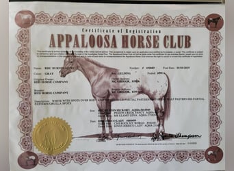 Appaloosa, Gelding, 6 years, White