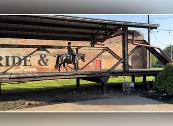 Appaloosa, Gelding, 7 years, 11 hh
