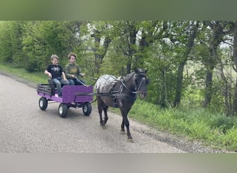 Appaloosa, Gelding, 7 years, 11 hh