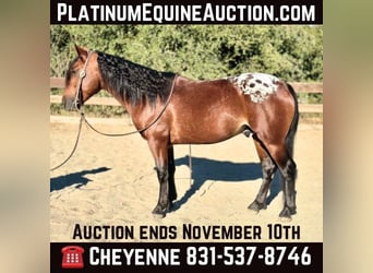 Appaloosa, Gelding, 7 years, 13,2 hh, Bay