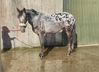 Appaloosa Mix, Gelding, 7 years, 14.2 hh, Leopard-Piebald