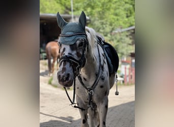 Appaloosa, Gelding, 7 years, 14,2 hh, Leopard-Piebald