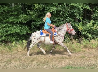 Appaloosa Mix, Gelding, 7 years, 14.2 hh, Leopard-Piebald