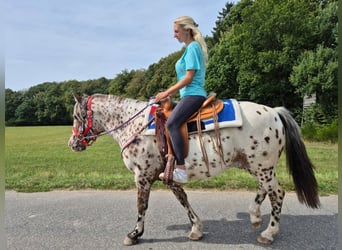 Appaloosa Mix, Gelding, 7 years, 14.2 hh, Leopard-Piebald
