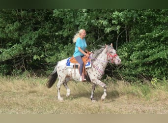 Appaloosa Mix, Gelding, 7 years, 14.2 hh, Leopard-Piebald