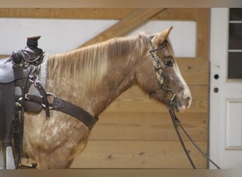 Appaloosa, Gelding, 7 years, 14.2 hh, Roan-Red