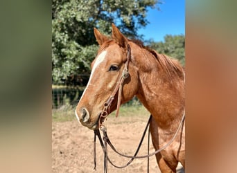 Appaloosa, Gelding, 7 years, 14,3 hh, Roan-Red