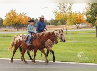 Appaloosa, Gelding, 7 years, 14 hh, Bay