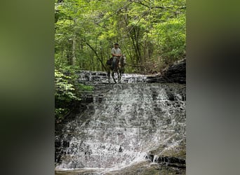 Appaloosa, Gelding, 7 years, 14 hh, Bay