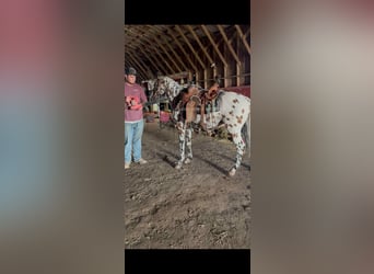 Appaloosa, Gelding, 7 years, 14 hh, Bay