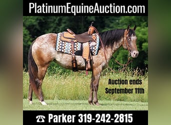 Appaloosa, Gelding, 7 years, 14,2 hh, Chestnut