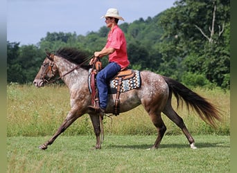 Appaloosa, Gelding, 7 years, 14,2 hh, Chestnut