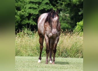 Appaloosa, Gelding, 7 years, 14,2 hh, Chestnut