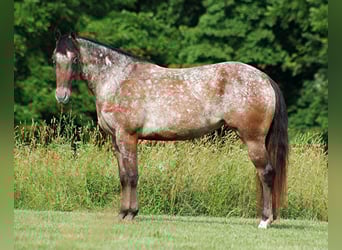 Appaloosa, Gelding, 7 years, 14,2 hh, Chestnut