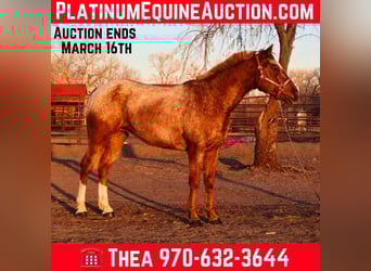 Appaloosa, Gelding, 7 years, 14,2 hh, Roan-Red