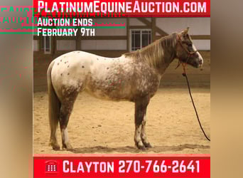 Appaloosa, Gelding, 7 years, 14,2 hh, Roan-Red