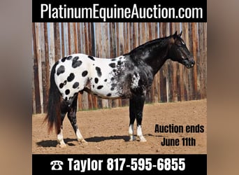 Appaloosa, Gelding, 7 years, 15,1 hh, Black