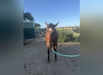 Appaloosa, Gelding, 7 years, 15.1 hh, Brown