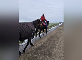 Appaloosa, Gelding, 7 years, 15.1 hh, Brown