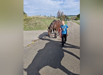 Appaloosa, Gelding, 7 years, 15.1 hh, Brown