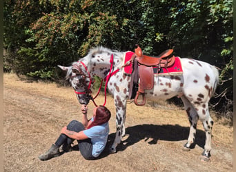 Appaloosa Mix, Gelding, 7 years, 15.1 hh, Leopard-Piebald