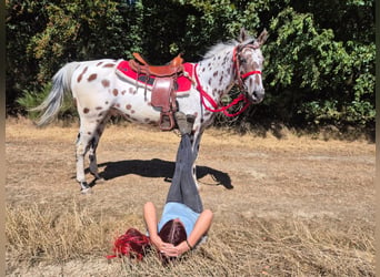 Appaloosa Mix, Gelding, 7 years, 15.1 hh, Leopard-Piebald