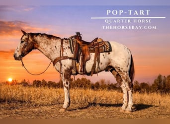 Appaloosa Mix, Gelding, 7 years, 15.1 hh, White