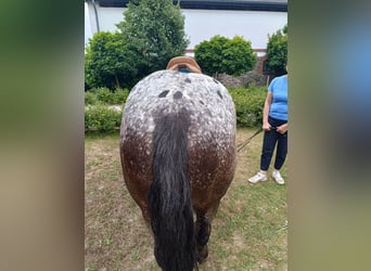 Appaloosa Mix, Gelding, 7 years, 15.2 hh, Black