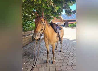 Appaloosa, Gelding, 7 years, 15.2 hh, Dun