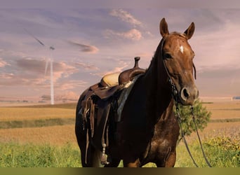 Appaloosa, Gelding, 7 years, 15 hh, Chestnut