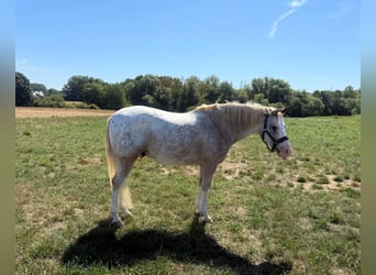 Appaloosa Mix, Gelding, 7 years, 15 hh