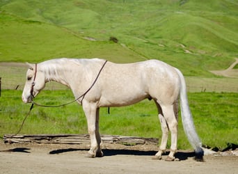 Appaloosa, Gelding, 7 years, 15 hh, Palomino